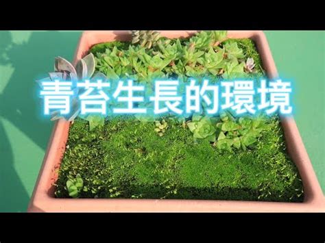 青苔養殖